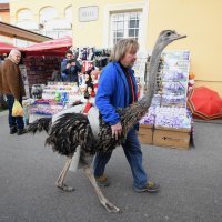 Noj Francelj i njegov vlasnik Janez