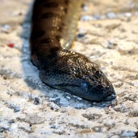 Vodice: Dječaci iz mora izvadili mrtvu zmiju dugu 2,5 metra