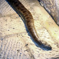 Vodice: Dječaci iz mora izvadili mrtvu zmiju dugu 2,5 metra