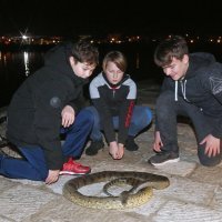 Vodice: Dječaci iz mora izvadili mrtvu zmiju dugu 2,5 metra