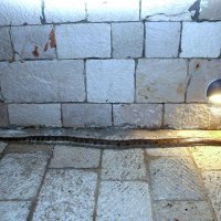 Vodice: Dječaci iz mora izvadili mrtvu zmiju dugu 2,5 metra