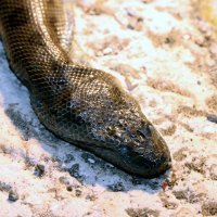 Vodice: Dječaci iz mora izvadili mrtvu zmiju dugu 2,5 metra