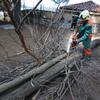 Marjan, sječa šume zbog potkornjaka