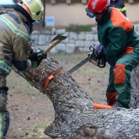 Marjan, sječa šume zbog potkornjaka