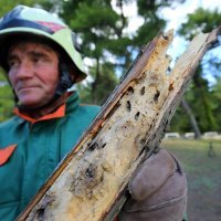 Marjan, sječa šume zbog potkornjaka