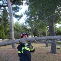 Marjan, sječa šume zbog potkornjaka