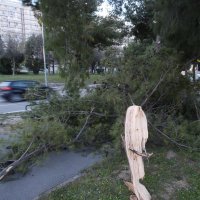 Split: Nakon olujnih udara bure najviše stradala stabla i drveni električni stupovi