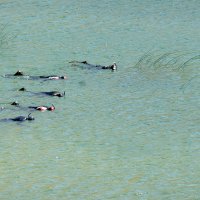 Potraga za Antonijom Bilić