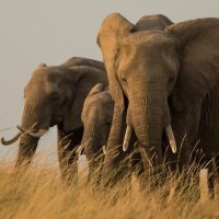 Afrički slonovi
