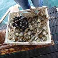 Stranci koji su prošle godine stigli u Hrvatsku učiti hrvatski jezik kroz program 'Hrvatski jezik i kultura' te upoznavali Elafitske otoke, Pelješac i Dubrovnik