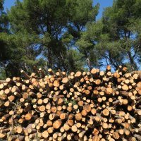 Sve je više srušenih bolesnih stabala iz Park šume Marjan