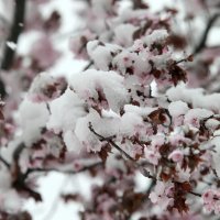 Snijeg zabijelio Zagvozd