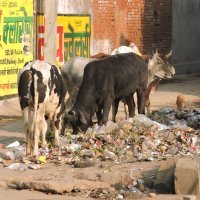 Mlijeko s indijskih pašnjaka