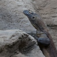 Preuređeni paviljon Duh monsunskih šuma u Zagrebačkom Zoološkom vrtu