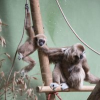 Preuređeni paviljon Duh monsunskih šuma u Zagrebačkom Zoološkom vrtu