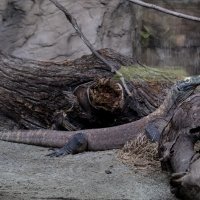 Preuređeni paviljon Duh monsunskih šuma u Zagrebačkom Zoološkom vrtu