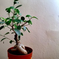 Samsung Galaxy S10+ primjeri fotografija