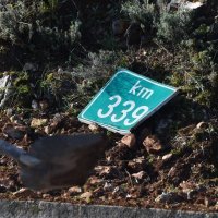 Prevrnuti kamion na autocesti A1