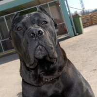 Cane corso
