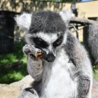 Zagreb: Zekanje u zoološkom vrtu