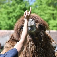 Zagreb: Zekanje u zoološkom vrtu