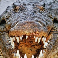 Nilskikrokodil