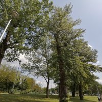 P30 Lite fotografije