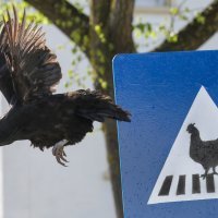 Pješački prijelaz za kokoši