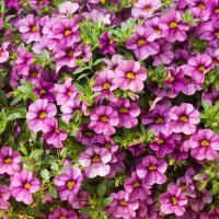 Calibrachoa