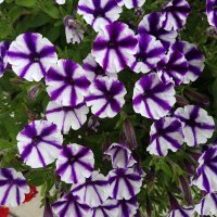 Calibrachoa
