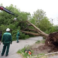 Karlovac: Olujni vjetar iščupao je stablo