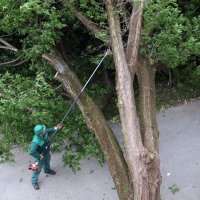 Karlovac: Olujni vjetar iščupao je stablo