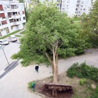 Karlovac: Olujni vjetar iščupao je stablo