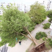 Karlovac: Olujni vjetar iščupao je stablo