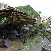 Stablo palo na terasu lokala u Tkaličićevoj ulici