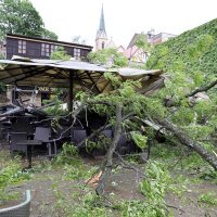 Stablo palo na terasu lokala u Tkaličićevoj ulici