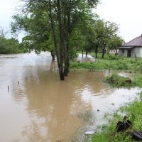 Visoki vodostaj Sunje
