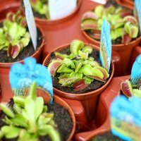 Otvoren Floraart 2019.