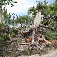 Split: Dva stabla pala na parkirana vozila u Gajevoj ulici