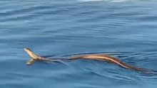 Turisti u šibenskom akvatoriju snimili najveću europsku zmiju kako se penje na brod