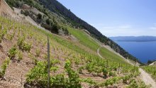 Posjetili smo ekstremni vinograd: Grožđe se bere na litici iznad ponora, a gajbe vežu za radnike da se ne sunovrate