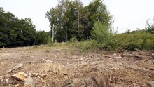 U privatnoj šumi u Tounju posjekli i ukrali 53 stabla hrasta i cera
