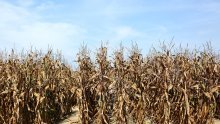 Proizvodnja kukuruza smanjena 8,7 posto, sve manje soje i suncokreta