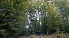 Počela sječa starih stabala na Kozjači iznad Karlovca radi pomlađivanja šume