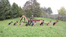 Ovi njemački ovčari definicija su dobro treniranih pasa
