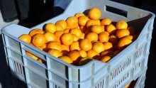 Deset tona mandarina iz Dubrovačko-neretvanske županije stiglo u Vukovar