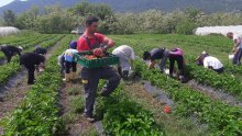 'Uzgoj jagoda zaustavio bi iseljavanje iz brdsko-planinskih područja'