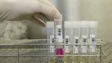 Proizvodnja cjepiva protiv H1N1 počinje potkraj lipnja
