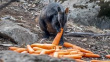 [VIDEO] Preživjele australske životinje hrane mrkvama i krumpirima koje bacaju iz zraka