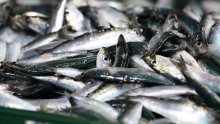 Pobjeda Ruže Tomašić, Europska komisija odustala od kvota za malu plavu ribu